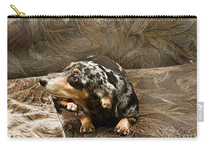 Dog Zip Pouch featuring the photograph Black dachshund #2 by Irina Afonskaya