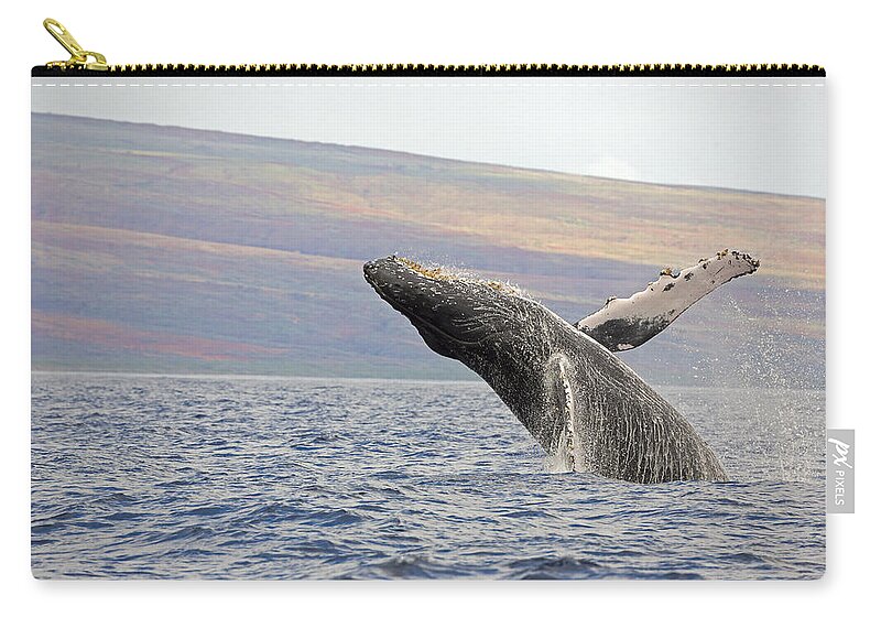 Outdoors Zip Pouch featuring the photograph Breaching Humpback Whale Megaptera #2 by Dave Fleetham