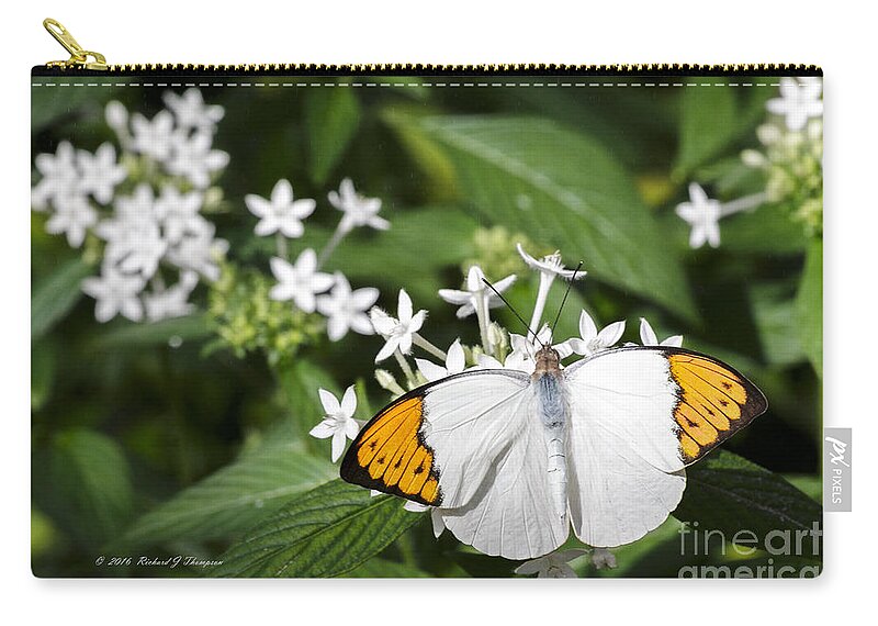 Butterfly Wonderland Zip Pouch featuring the photograph Butterfly #3 by Richard J Thompson