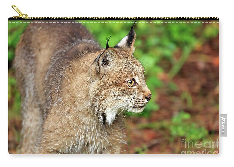 Canada Lynx Zip Pouch featuring the photograph Canada Lynx #2 by Louise Heusinkveld