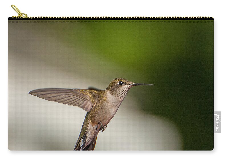 Hummers Zip Pouch featuring the photograph Female Ruby Throated Hummingbird #2 by Brenda Jacobs