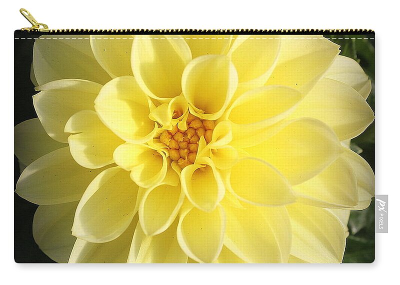 Nature Zip Pouch featuring the photograph Glowing Yellow Dahlia #1 by Dora Sofia Caputo