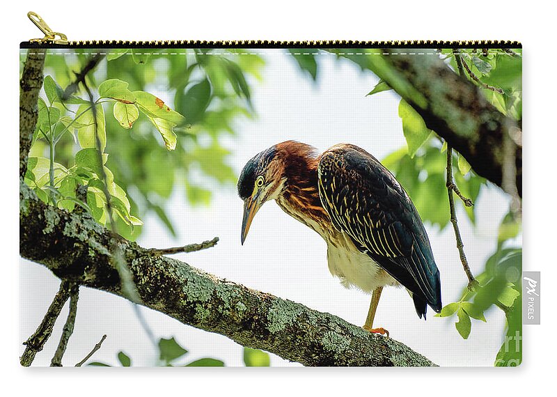 Heron Zip Pouch featuring the photograph Green heron portrait #2 by Sam Rino