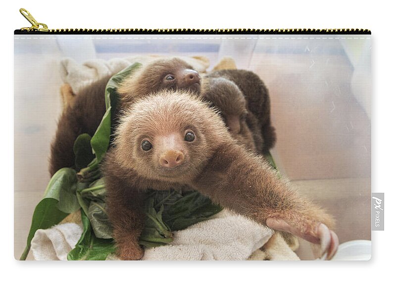 Mp Zip Pouch featuring the photograph Hoffmanns Two-toed Sloth Choloepus #2 by Suzi Eszterhas
