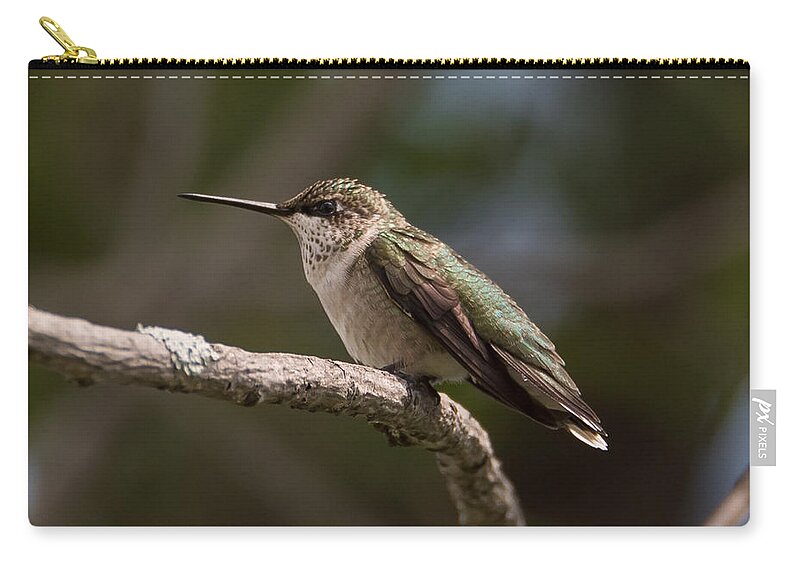 Hummingbird Zip Pouch featuring the photograph Hummingbird #10 by Holden The Moment