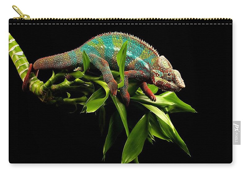 Lizard Zip Pouch featuring the photograph Lizard #2 by Mariel Mcmeeking