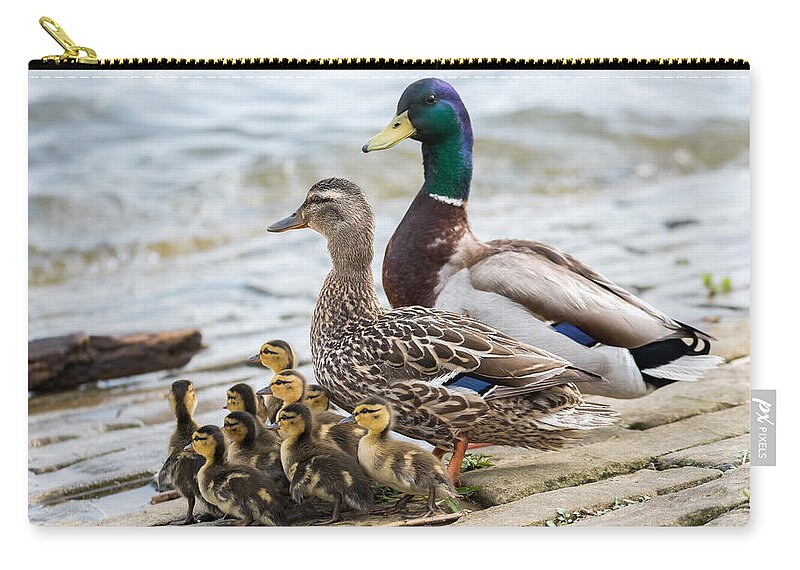 Mallard Zip Pouch featuring the photograph Mallard Family by Holden The Moment