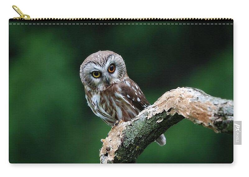 Owl Zip Pouch featuring the photograph Owl #2 by Jackie Russo