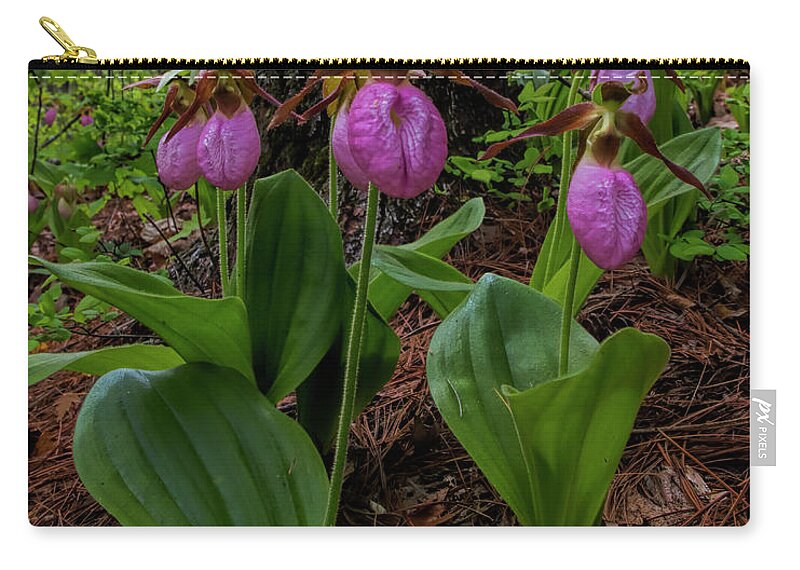 Pink Ladies Slipper Zip Pouch featuring the photograph Pink Ladies Slipper Patch #2 by Barbara Bowen