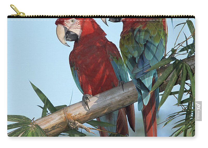 Mp Zip Pouch featuring the photograph Red And Green Macaw Ara Chloroptera by Konrad Wothe