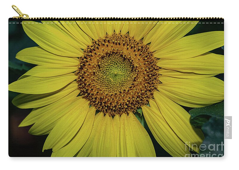 Beshers Zip Pouch featuring the photograph Sunflowers in Bloom #3 by Thomas Marchessault