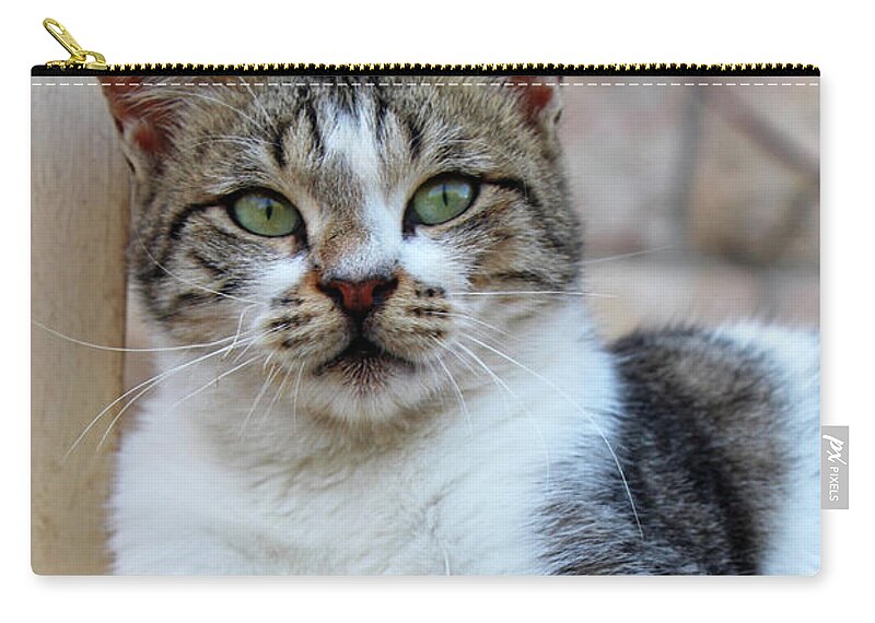 Cat Zip Pouch featuring the photograph The Wait #2 by Munir Alawi
