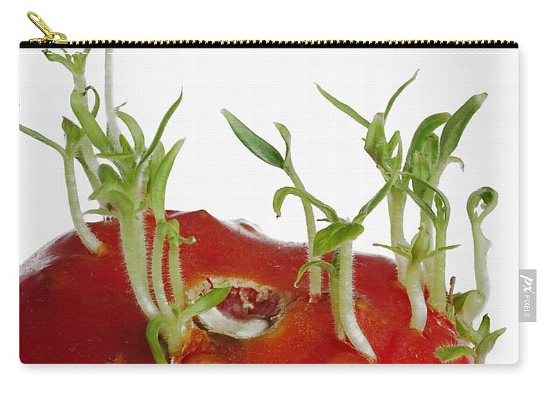 Tomato Zip Pouch featuring the photograph Tomato Seedlings Sprouting #2 by Scimat