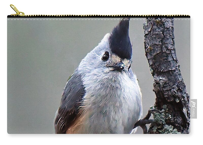 Bird Zip Pouch featuring the photograph Tufted Titmouse #2 by Alan Lenk