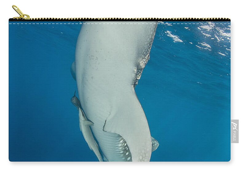 Vertical Zip Pouch featuring the photograph Whale Shark Swimming Under Bagan #2 by Mathieu Meur