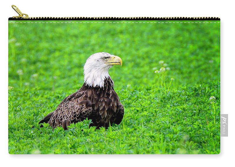 Eagle Zip Pouch featuring the photograph Wild American Bald Eagle #2 by LeeAnn McLaneGoetz McLaneGoetzStudioLLCcom
