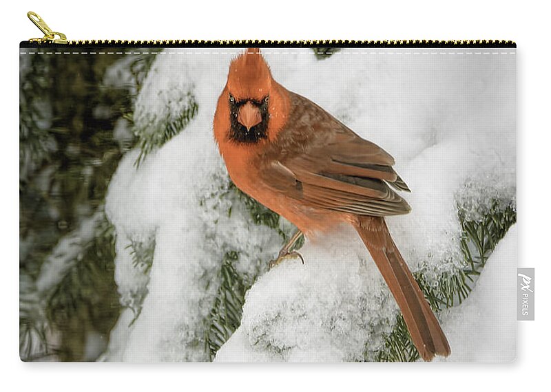Cardinal Zip Pouch featuring the photograph Winter Cardinal #2 by LeeAnn McLaneGoetz McLaneGoetzStudioLLCcom