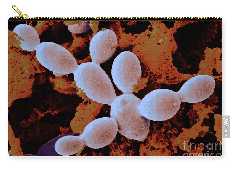 Sem Zip Pouch featuring the photograph Yeast Cells #2 by Scimat