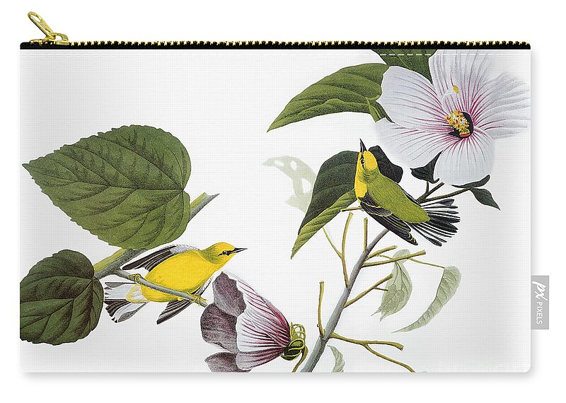 1827 Zip Pouch featuring the drawing Blue-winged Yellow Warbler #5 by John James Audubon