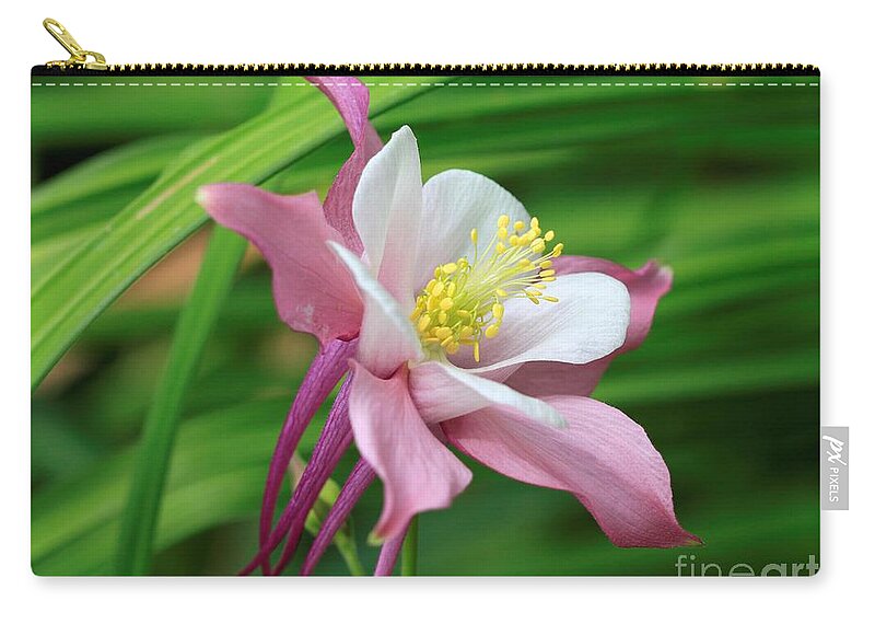 Mccombie Zip Pouch featuring the photograph Columbine from the Songbird Series named Robin #5 by J McCombie