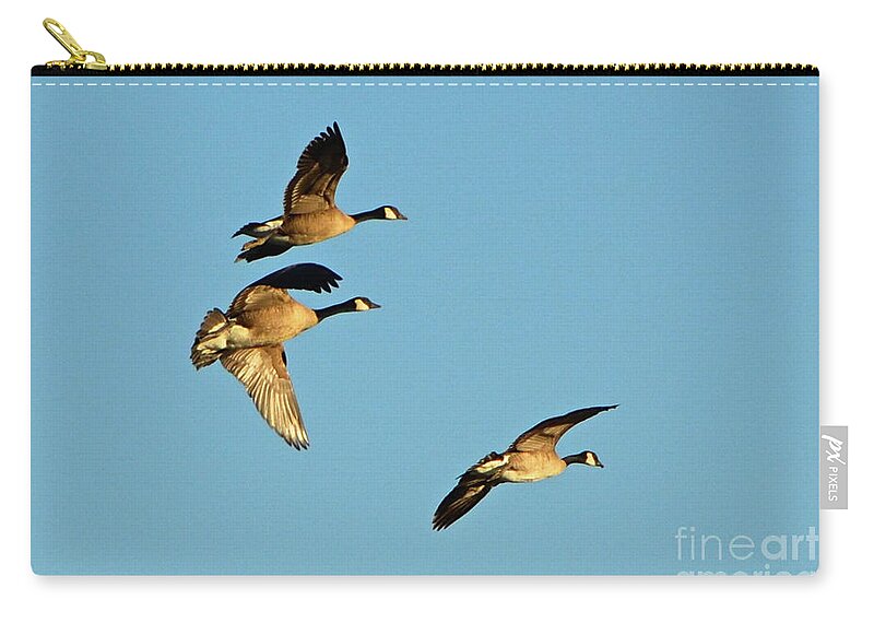 3 Geese Zip Pouch featuring the photograph 3 Geese in Flight by Cindy Schneider