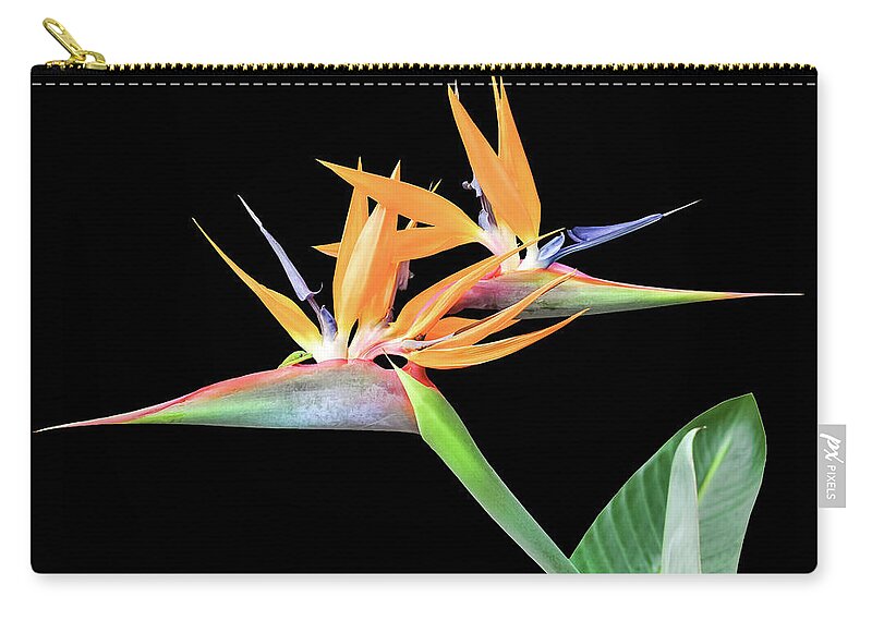 Flowers Zip Pouch featuring the photograph 3 Heads Are Better Than One by Denise Bird