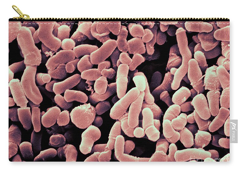 Propionibacterium Acnes Zip Pouch featuring the photograph Propionibacterium Acnes Bacteria, Sem #3 by Scimat