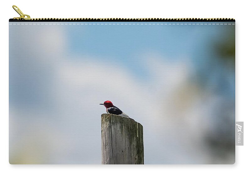 Red-headed Woodpecker Carry-all Pouch featuring the photograph Red-Headed Woodpecker by Holden The Moment