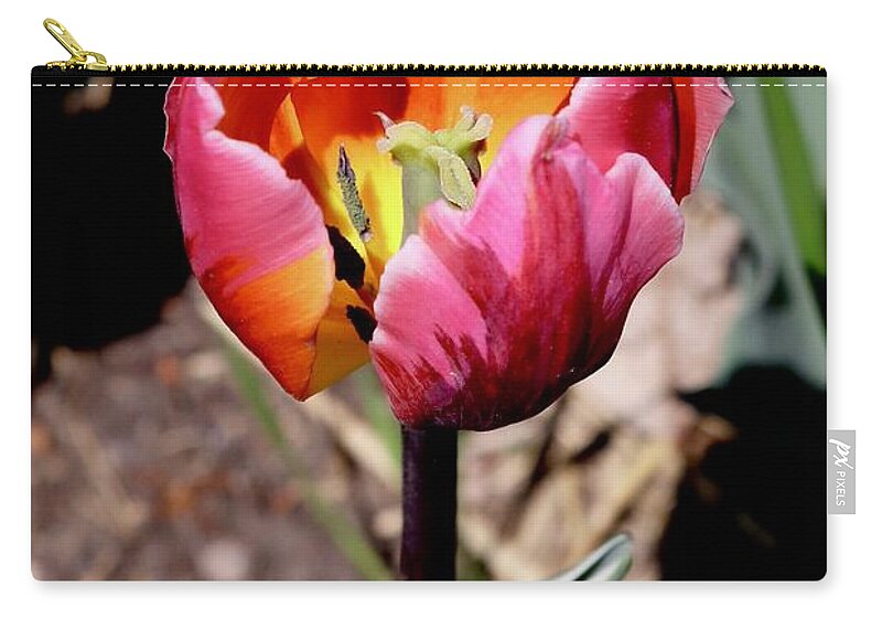Tulip Zip Pouch featuring the photograph Tulip #3 by Sarah Lilja