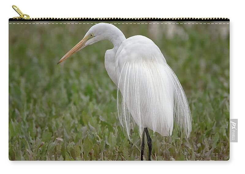 Great Zip Pouch featuring the photograph Great Egret #36 by Tam Ryan