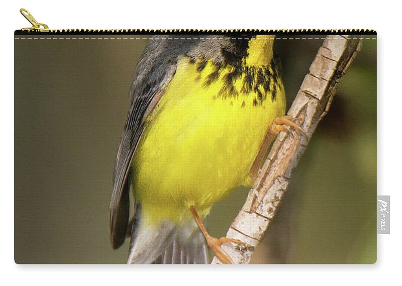 Bird Zip Pouch featuring the photograph Canada Warbler #4 by Alan Lenk