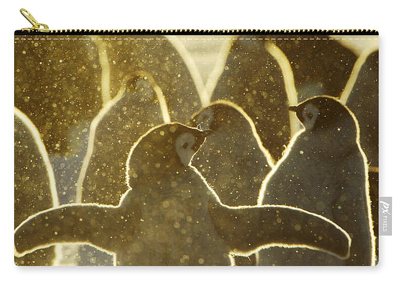 Fn Zip Pouch featuring the photograph Emperor Penguin Aptenodytes Forsteri #4 by Jan Vermeer