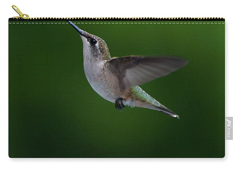 Hummers Zip Pouch featuring the photograph Female Ruby Throated Hummingbird #4 by Brenda Jacobs