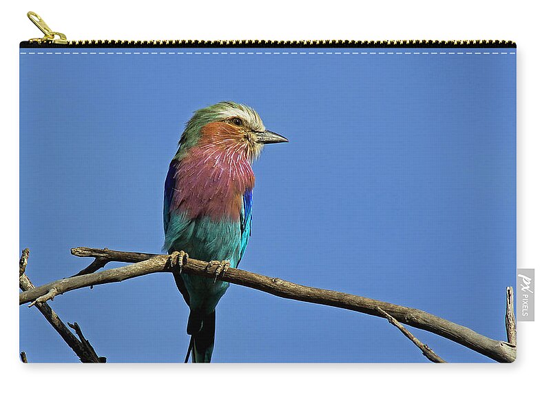 Botswana Zip Pouch featuring the photograph Lilac Breasted Roller #4 by Tony Murtagh