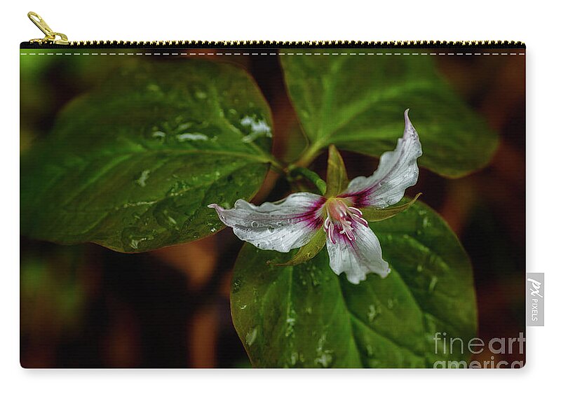 Painted Trillium Zip Pouch featuring the photograph Painted Trillium #5 by Thomas R Fletcher