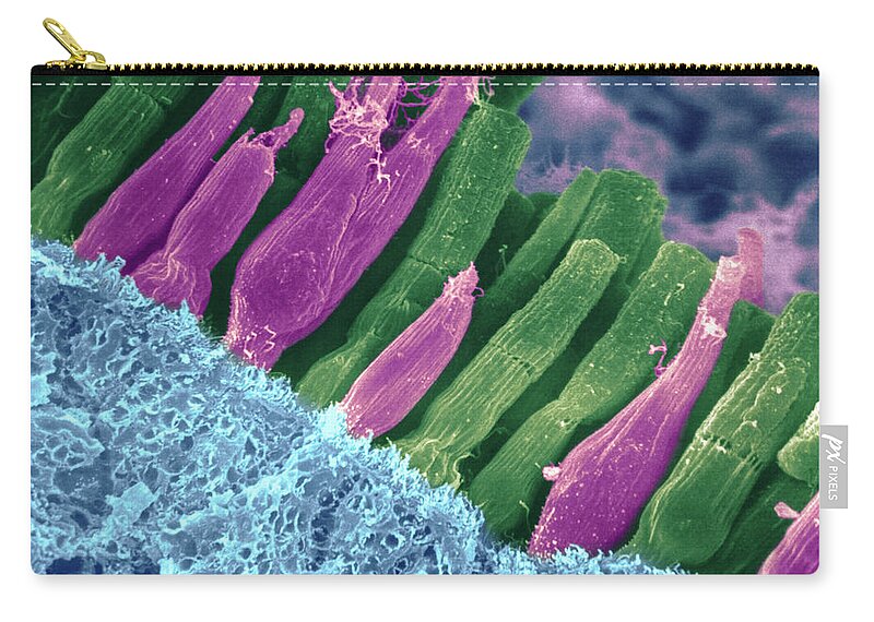 Scanning Electron Micrograph Carry-all Pouch featuring the photograph Rods And Cones In Retina by Omikron