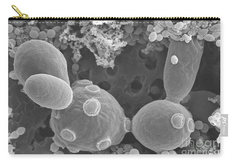Saccharomyces Cerevisiae Zip Pouch featuring the photograph Saccharomyces Cerevisiae #4 by Scimat