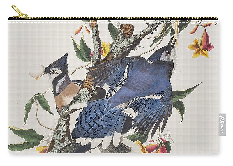 Bluejay Zip Pouch featuring the painting Blue Jay by John James Audubon