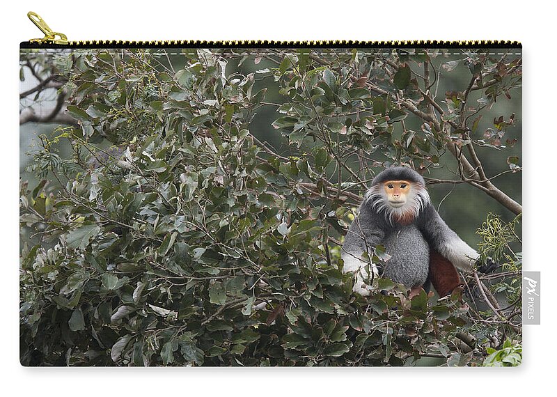Cyril Ruoso Zip Pouch featuring the photograph Douc Langur in Treetop by Cyril Ruoso