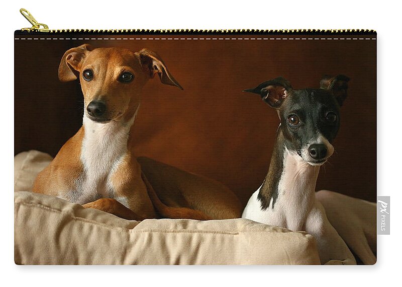 Editorial Zip Pouch featuring the photograph Italian Greyhounds #3 by Angela Rath