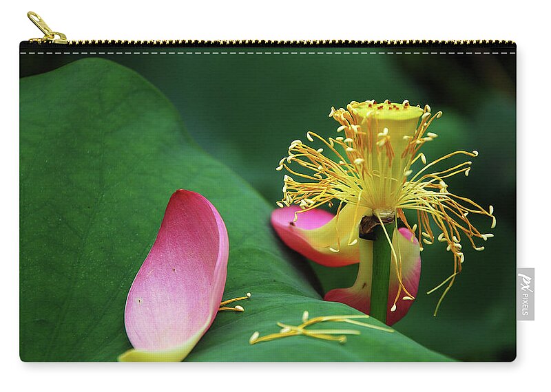 Lotus Zip Pouch featuring the photograph Blossoming lotus flower closeup #53 by Carl Ning