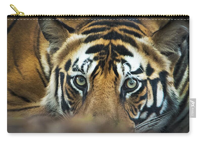 Photography Zip Pouch featuring the photograph Bengal Tiger Panthera Tigris Tigris #6 by Panoramic Images