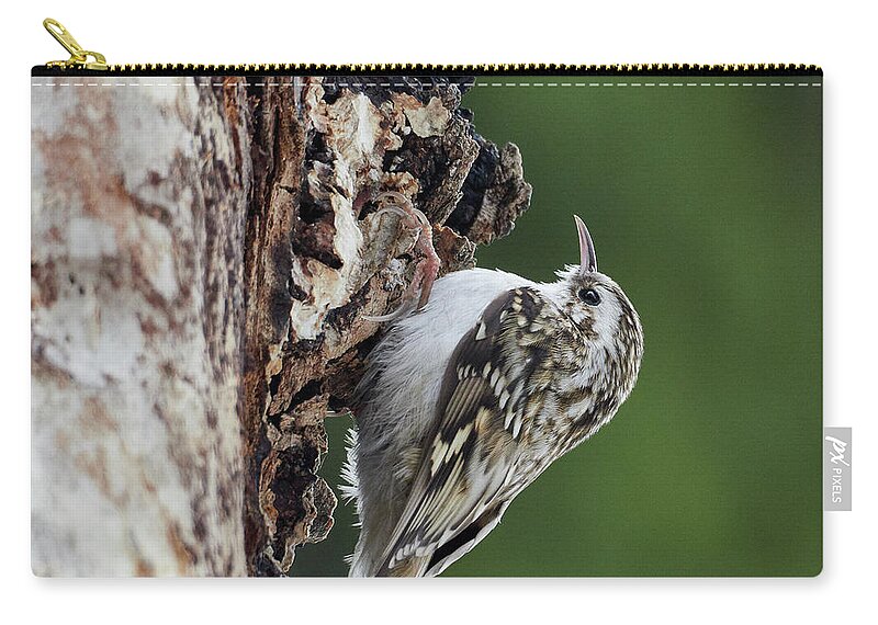 Certhia Familiaris Zip Pouch featuring the photograph Eurasian treecreeper #7 by Jouko Lehto