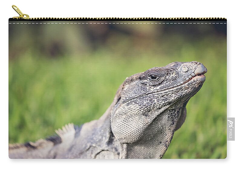 Animal Carry-all Pouch featuring the photograph Iguana by Peter Lakomy