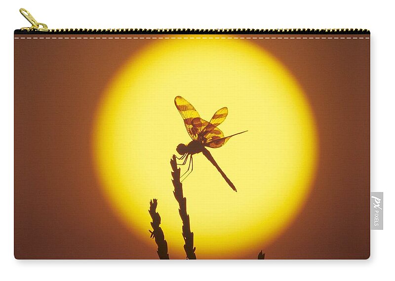 Insect Zip Pouch featuring the photograph Insect #6 by Jackie Russo