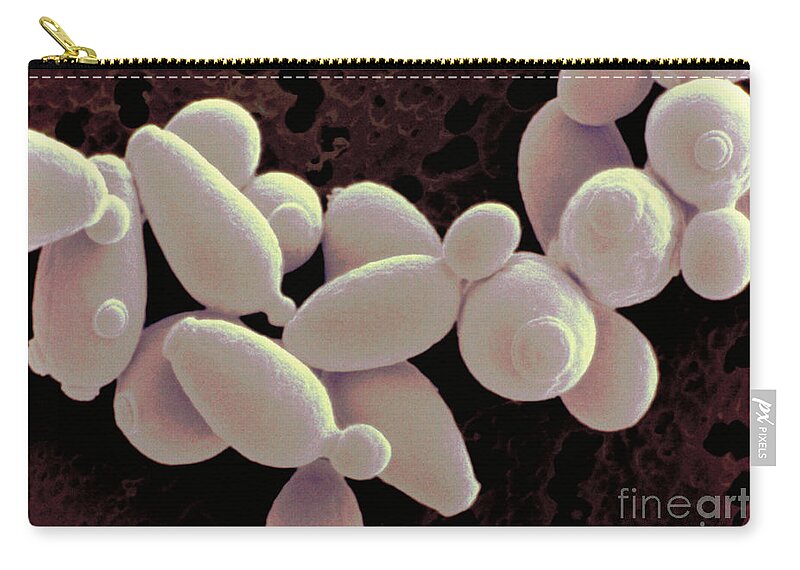 Saccharomyces Cerevisiae Zip Pouch featuring the photograph Saccharomyces Cerevisiae #6 by Scimat