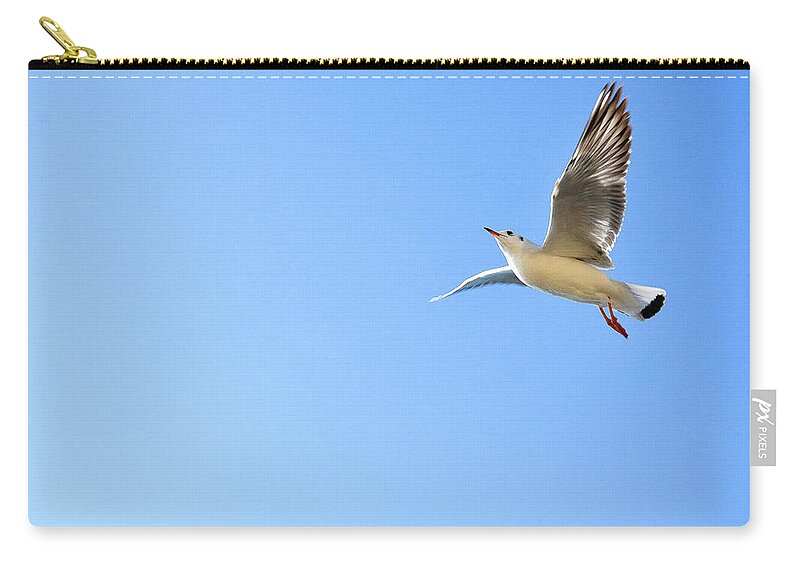 Blue Zip Pouch featuring the photograph Seagull in the sky #6 by Carl Ning