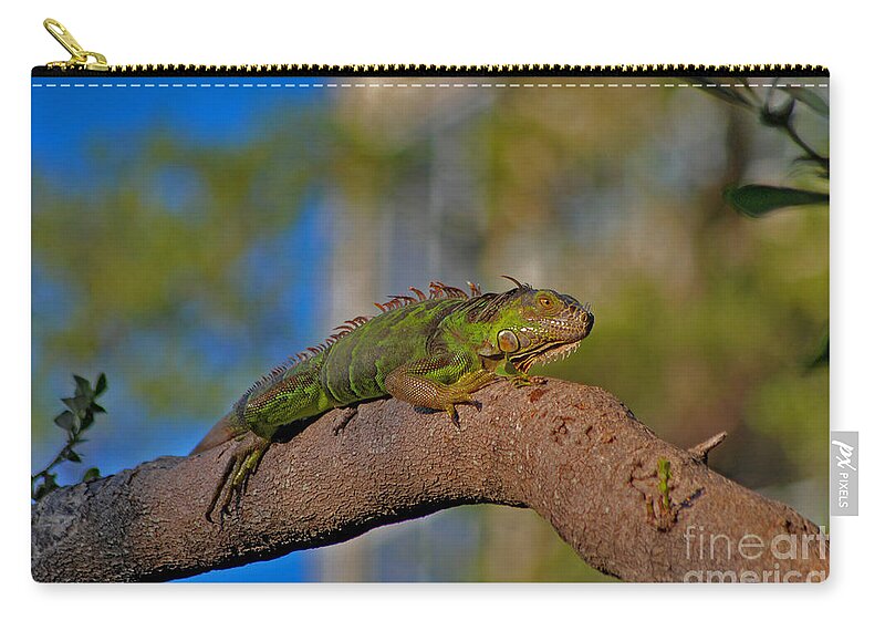 Green Iguana Zip Pouch featuring the photograph 60- Green Iguana by Joseph Keane