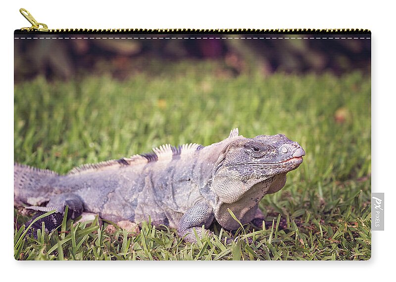 Animal Zip Pouch featuring the photograph Iguana #7 by Peter Lakomy