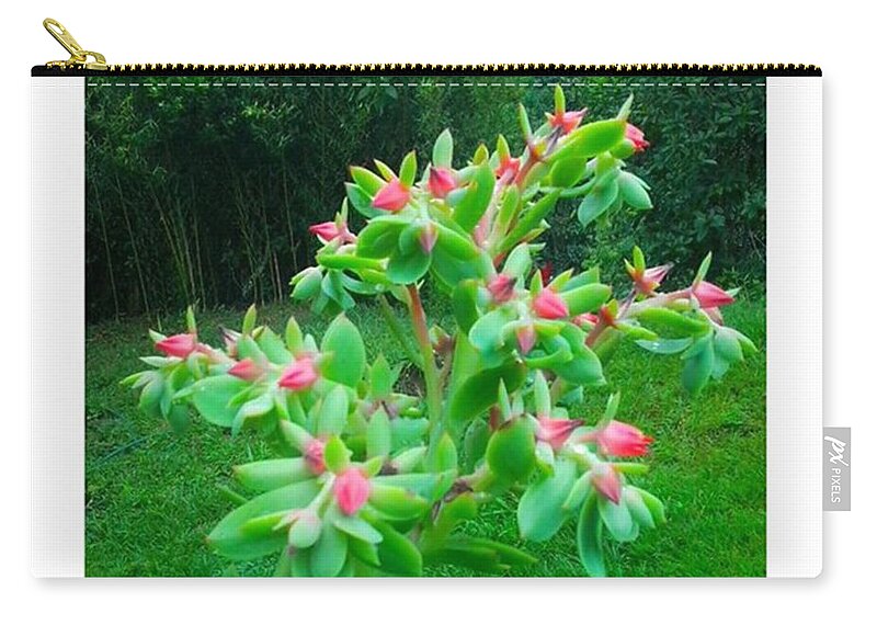 Succulent Zip Pouch featuring the photograph Instagram Photo #761459631417 by David Cardona